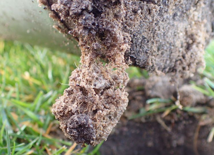 Figuur 1: Structuur wordt gemaakt door bodemorganismen en diepe beworteling. Beluchten helpt bij het scheppen van de goede voorwaarden. Figuur 1: Structuur wordt gemaakt door bodemorganismen en diepe beworteling. Beluchten helpt bij het scheppen van de goede voorwaarden.
