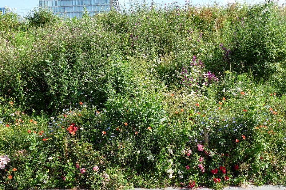 Berm met wilde bloemen in Amsterdam