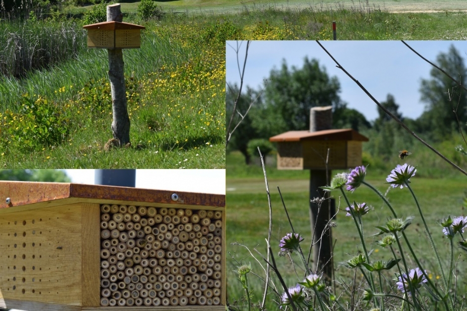 (Foto: BeeGrateful/Golfbaan Amelisweerd)